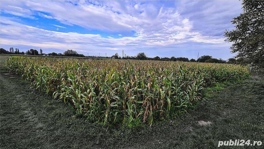 Teren de 2241 mp, în Răucești