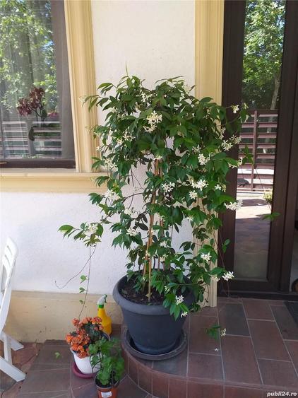 Casă în Eforie