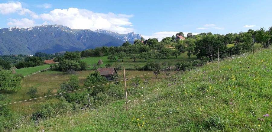 Teren intravilan BRAN-Bradul Inalt-Priveliste panoramica - 4