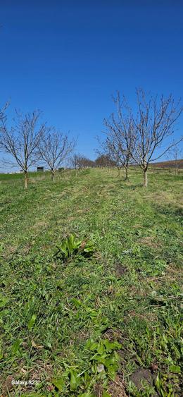 Livada nuci .5800mp - 2