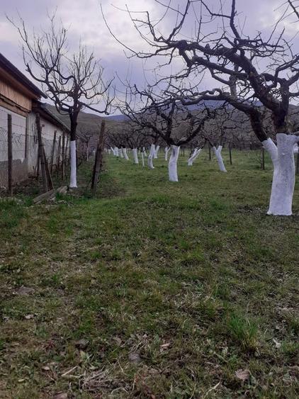 Vand teren extravilan livada - 7