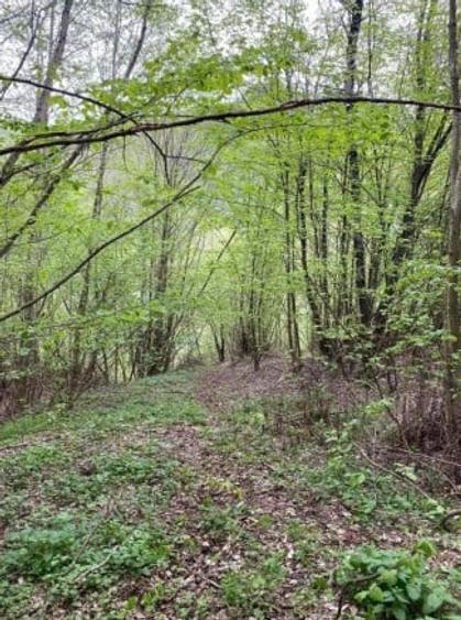 Teren Construcții extravilan de 3950 mp, în Mărișel