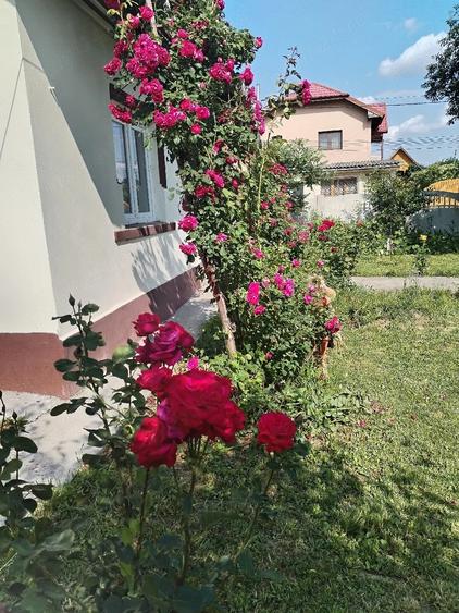 Casă cu Teren 5700 Mp în Gura Foii