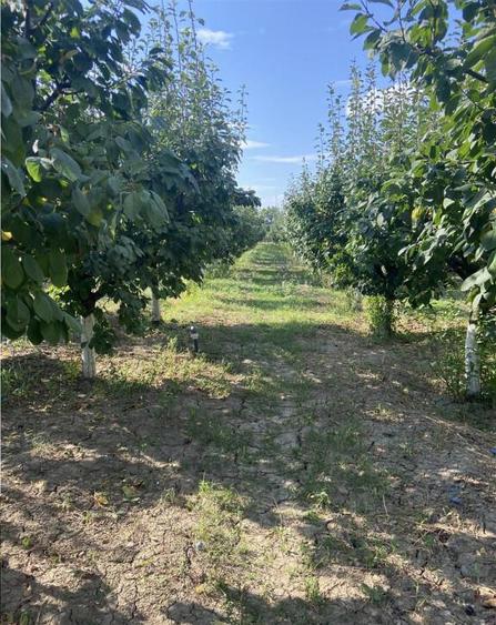 Casa cu teren intravilan in Suraia ,situata in zona centrala - 1