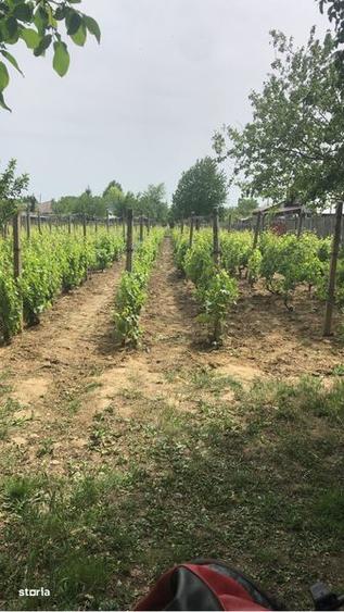 Teren cu vie nobila Riesling 1000 / 2000 mp - 1