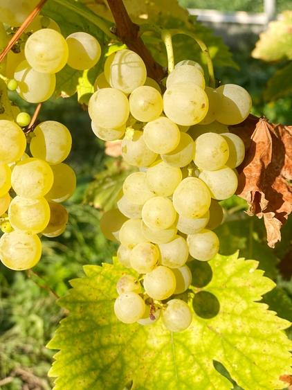 Proprietate com.Girov,compusa din casa, anexe si 8800 mp teren - 27