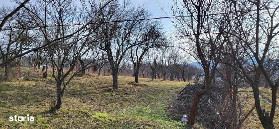 Teren Intravilan 43Ari zona Ortelec-Zalau intre case 4800eur/ar - 9