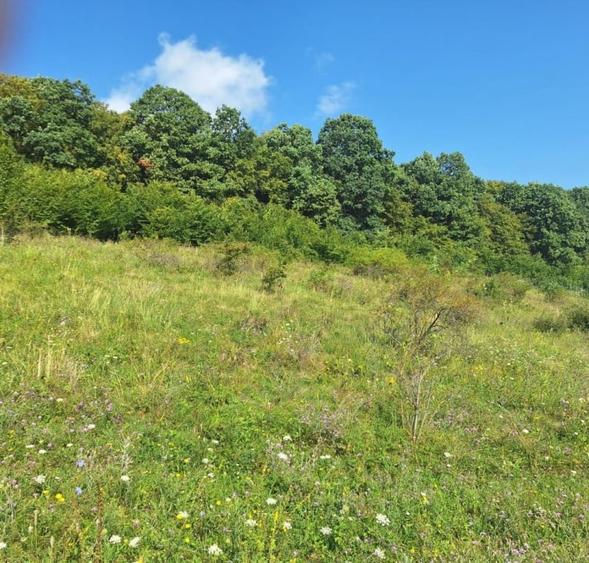 Teren in Chinteni langa padure 1425mp front 70ml - 5