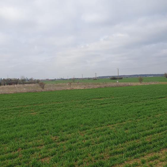 Tâncăbești -Ilfov suprafață 4500 mp - 3