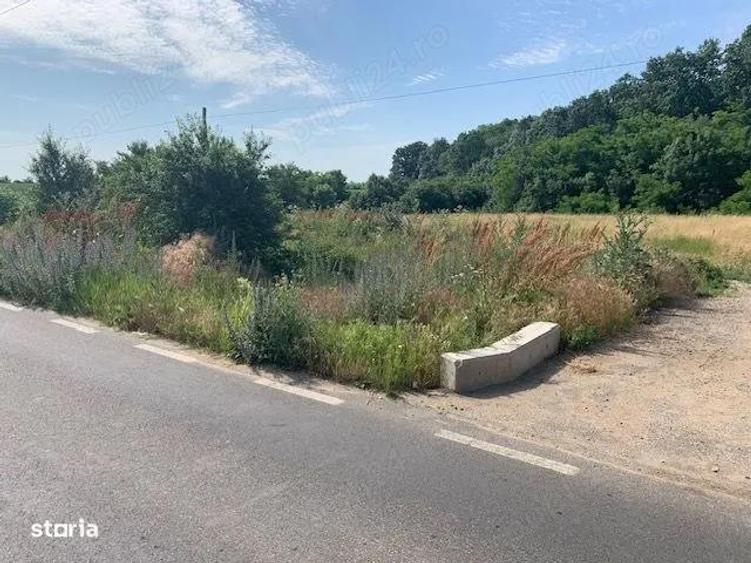 Proprietar vand teren langa Domnesti la Bucsani la padure - 4