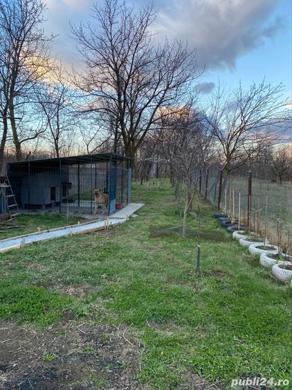 Casa de vanzare Urleta, 710 mp - 7