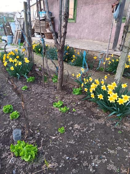 Buna ziua ! Vand casa in comuna ,Dunavat de Sus ,Tulcea ! - 3