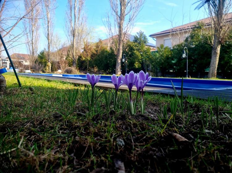 Vilă spectaculoasă cu piscină și grădină matură, în  Corbeanca Park - 8