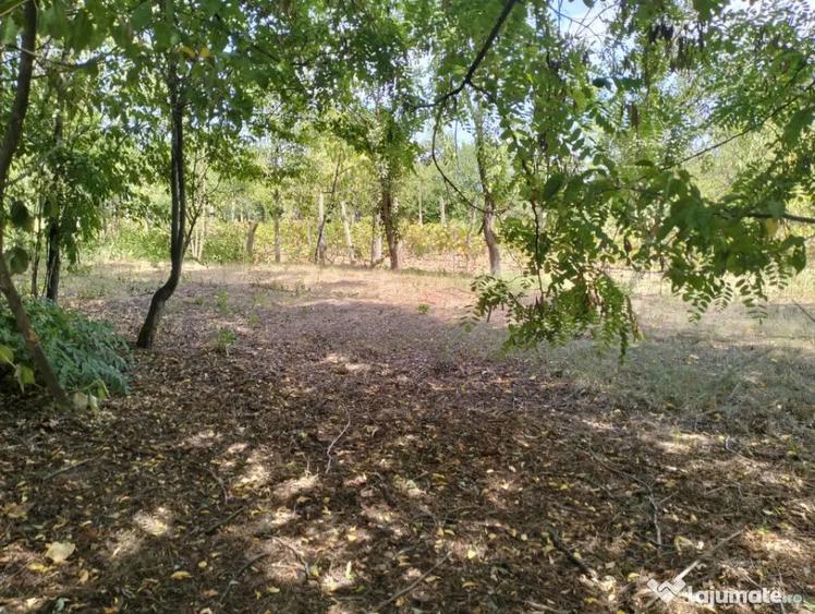 Teren 4975 mp situat in intravilanul satului Belciug, Dragan - 11
