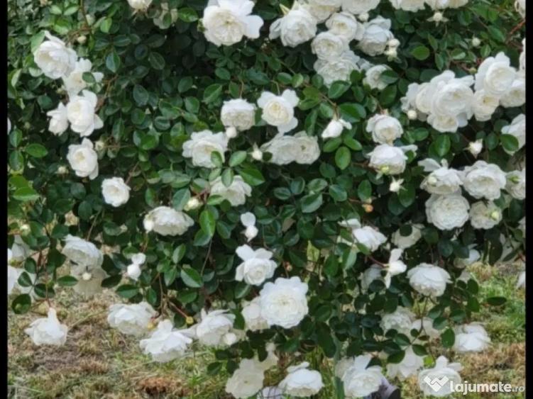 Casa cu teren 7.3 hectare Suceava - 12