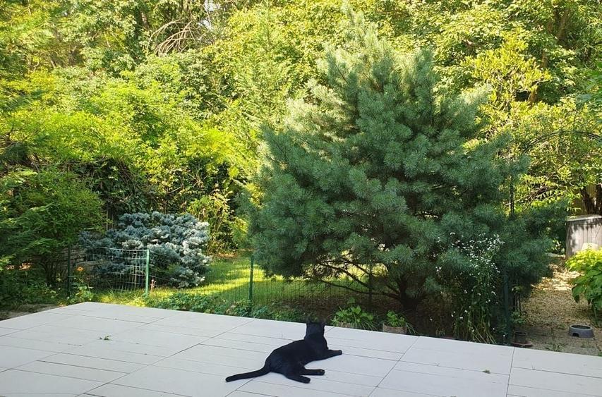 Vanzare vila 5 camere | Langa padure | Bucuresti | Baneasa - 4