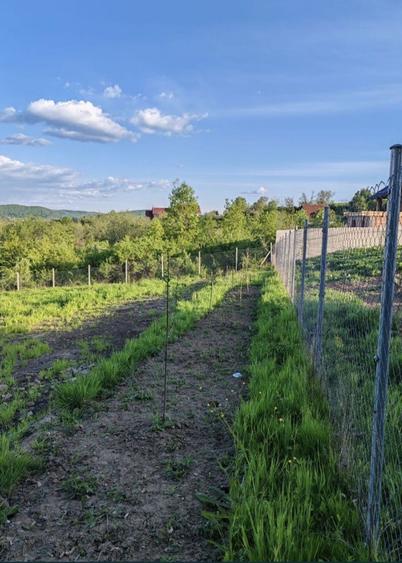 Teren extravilan 10 arii (1000 mp) Bistrita , Dealul Targului - 4