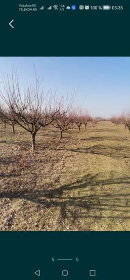Livada 5000 mp la sosea - 2