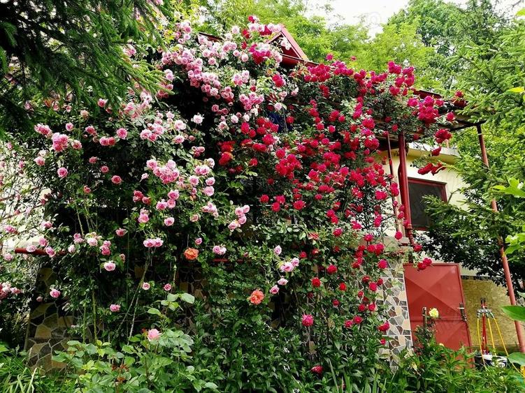 Vand casa de vacan?a rustica, in inima naturii, Provi?a de Sus (10 km de Campina) - 10