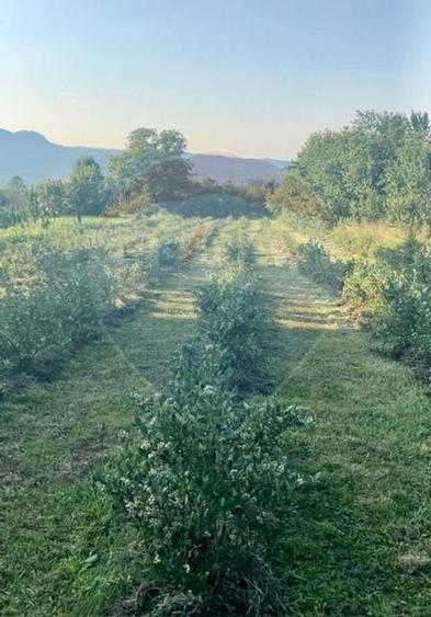 Teren intravilan 6.900mp BREB MARAMURES - 6