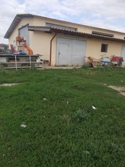 Ferma Zootehnică Mixtă – Cernateaz, Timiș | 9,5 ha | Hale Moderne, Casă 2019, Ut - 11