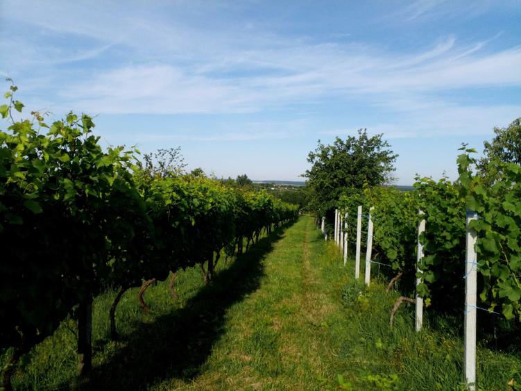 Teren cu vita de vie, Ardud Vii - 2