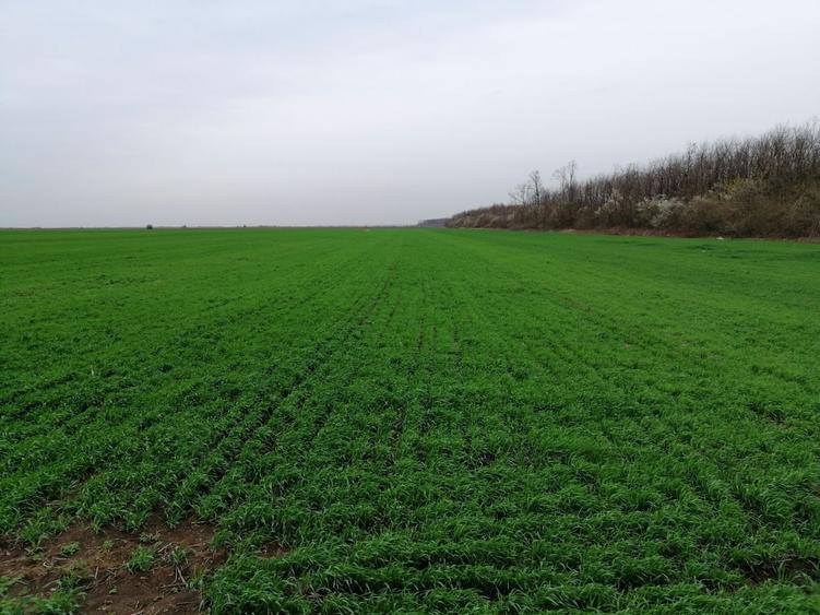 Teren extravilan localitatea Afumati - 1