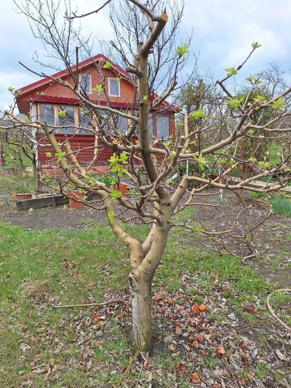 Casa P+M, direct proprietar, teren 2093 mp - 1