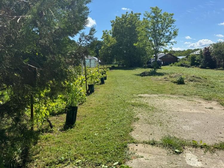 Teren Snagov – Ideal pentru dezvoltare rezidentiala sau investitie! - 2