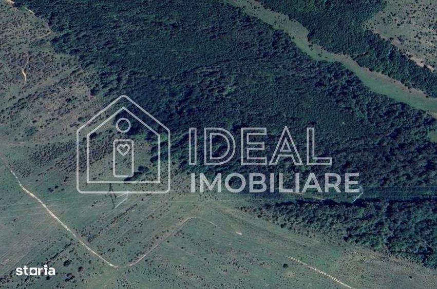 Padure matura 12,71 ha - Mag, jud. Sibiu - potential exploatare 2025 - 3