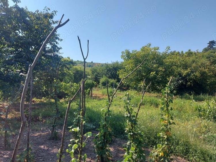 Casa cu gradina in Blaj - 2