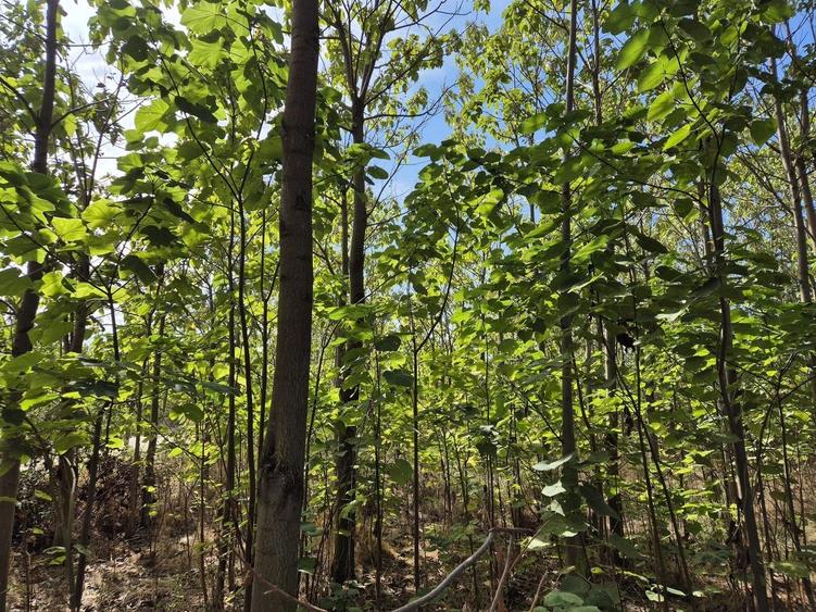 Casa P+1 din lemn - Mihailesti - 25