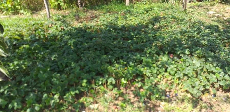 Ghioroc - proprietate de vanzare 1939 m patrati (fara agentii) - 1