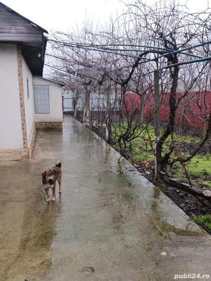 Vad Casa Fete?ti Gara - 7