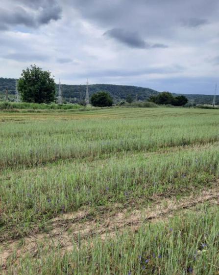 Teren extravilan de vanzare, 4900 mp, Bolde?ti Scaieni - 7