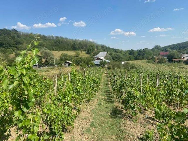 Vand casa Dragasani, Carcadiesti - 2