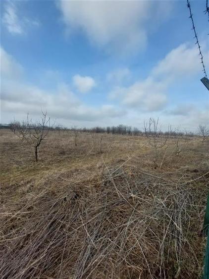 Teren intravilan de vanzare 28094 mp pentru investitii Bizighesti - 8