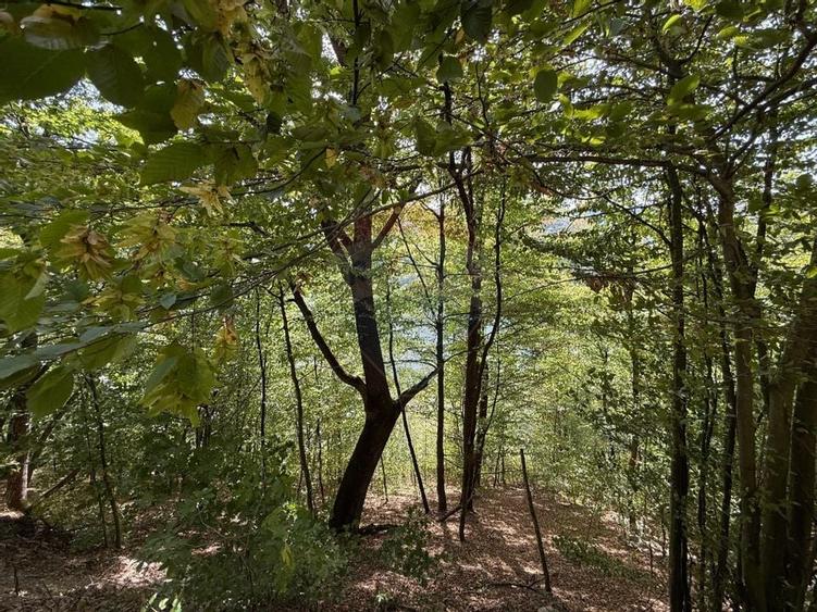 Teren intravilan cu deschidere la lacul Tarnița - 3