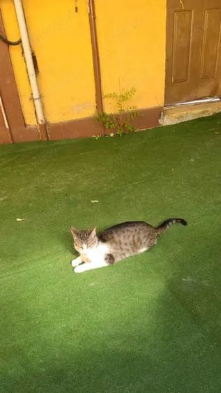 Garsoniera ?i curte Trivale (reducere) - 4