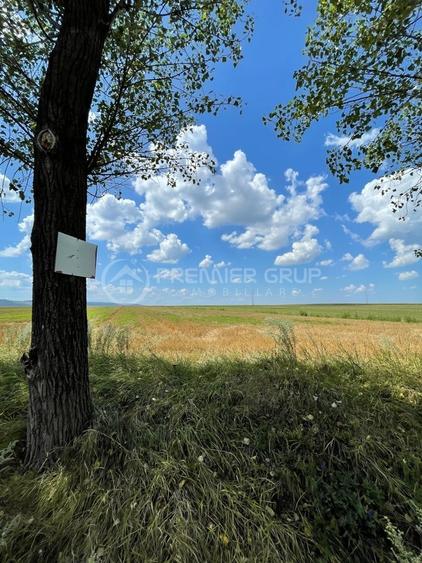 Teren 7.000mp, Miroslava - Liliac - 1