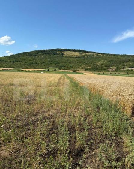 Teren intravin 2000 mp in Soimus - 1