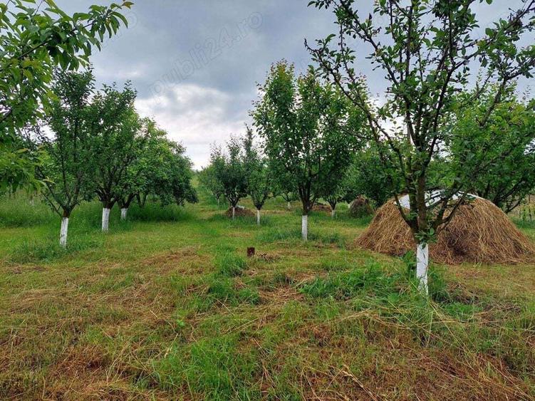 Vand casa mare cu livada, vie, gradina in Fratostita - 2