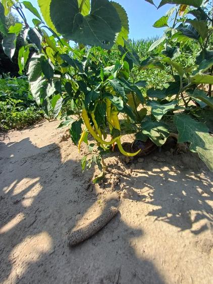 Teren pentru casa si gradina - 4