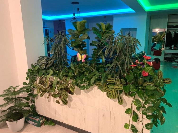 OPORTUNITATE casa “PASIVA - PRIETENOASA CU MEDIUL” 7 camere - 5