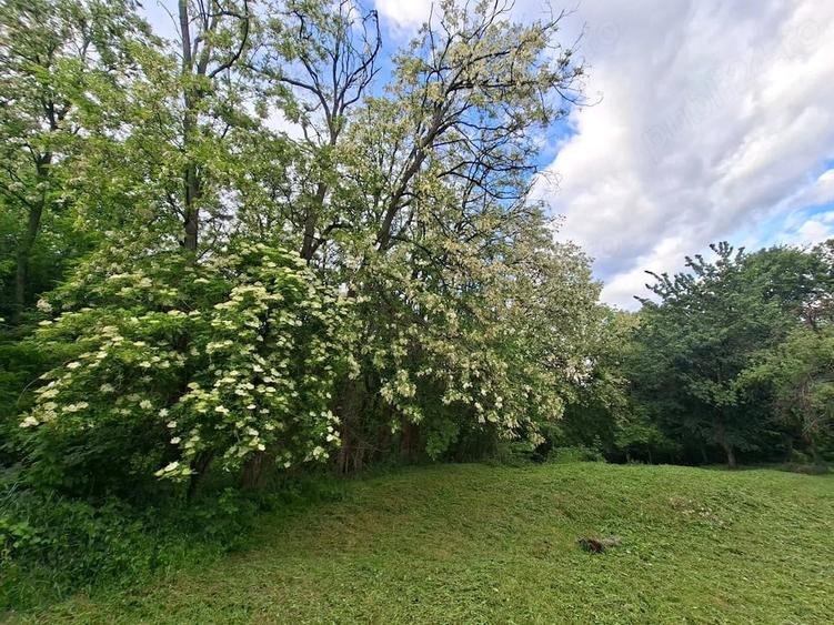 Oaza de lini?te ?i natura pura | Teren de vanzare in Runcu - Dobri?a, Gorj - 3