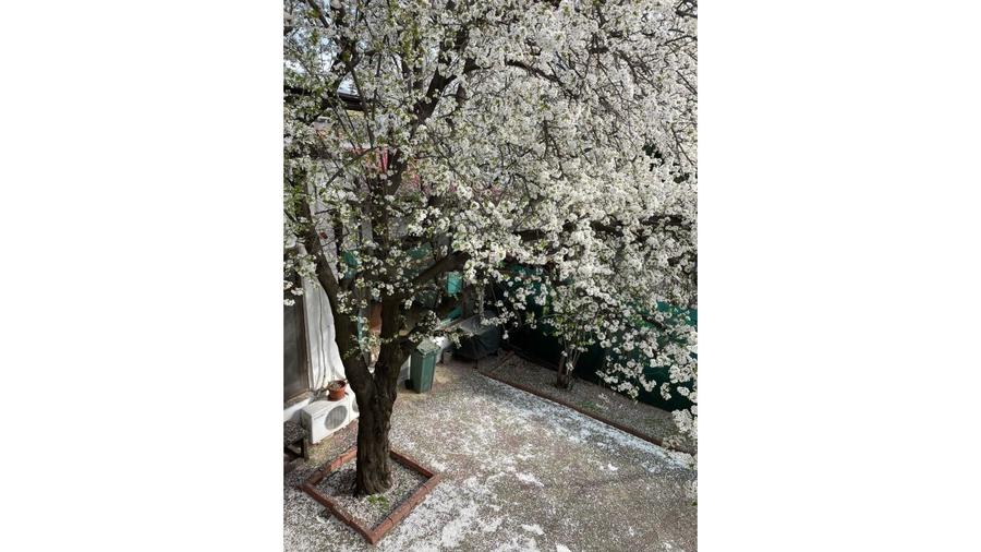 REV2005272 Vila de vanzare l Pache Protopopescu l Curte - 18