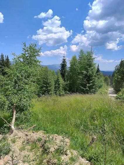 Teren de 2000 mp, în Pojorâta