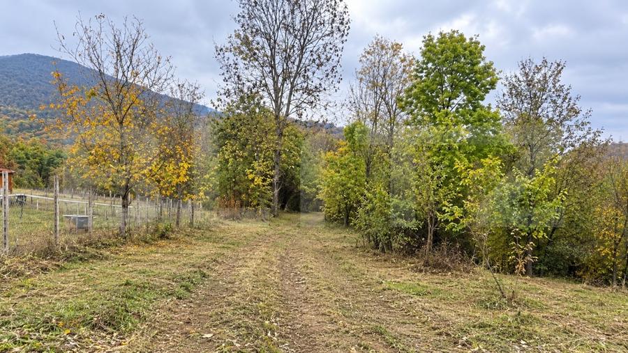 Teren agricol intravilan de 4950 mp, în Toplița Mureșului