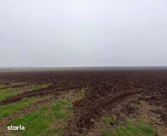 Teren de 15000 mp, în Limanu