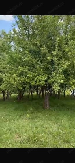 Teren de 2050 mp, în Bărbătești